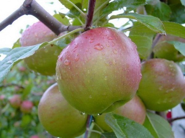 Все достоинства сорта яблок «белорусское сладкое»