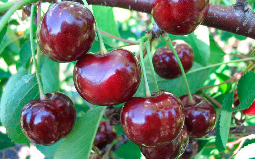 Обыкновенная вишня: фото и описание сортов вишни обыкновенной, их достоинства и недостатки