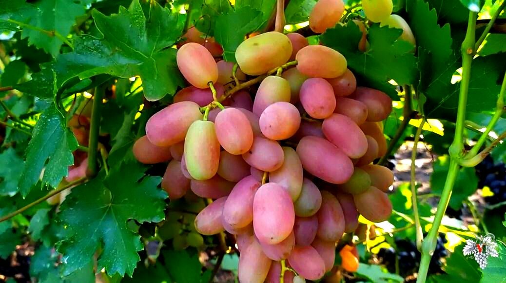 10-ка лучших неукрывных сортов винограда с фото и описанием