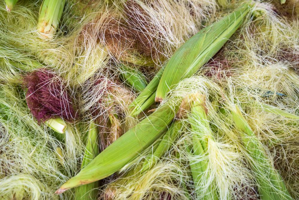Кукурузные рыльца — лечебные свойства и противопоказания к применению