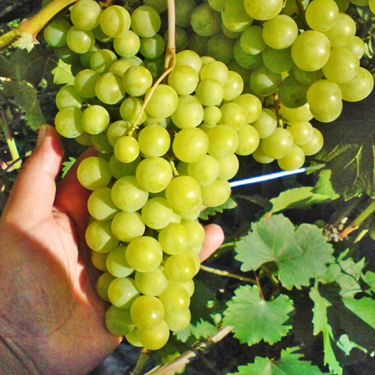 Виноград галбена ноу (золотинка) описания сорта, особенности выращивания