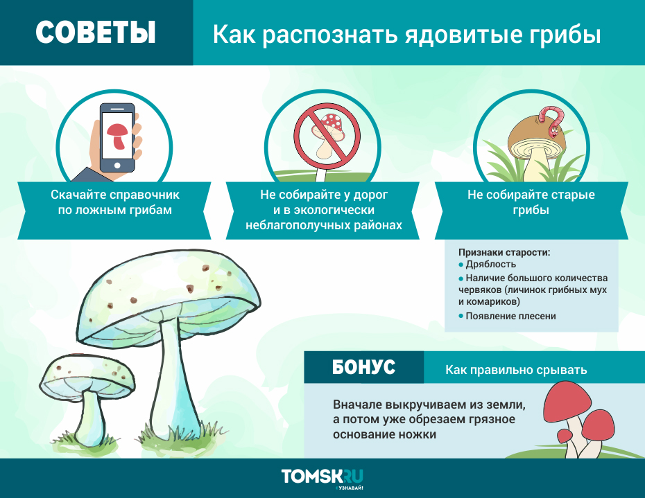 Закон о сборе грибов и ягод в российской федерации