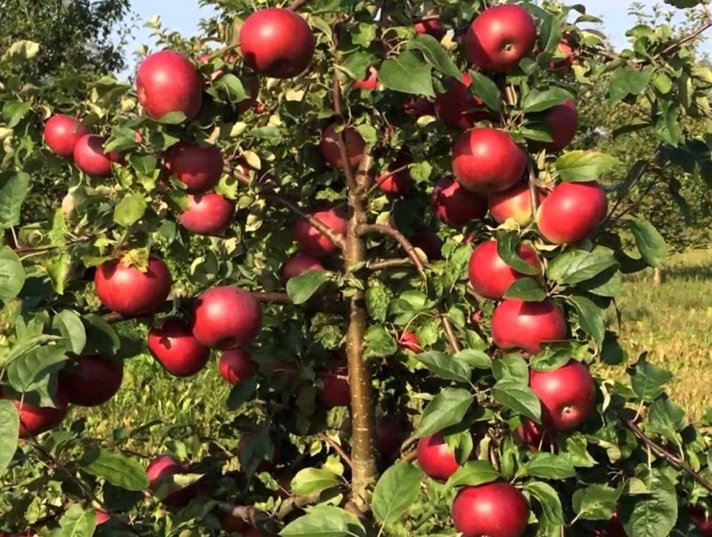 Яблоня белорусское сладкое: описание и характеристика сорта
