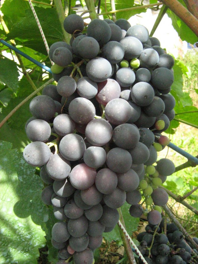 Виноград "муромец": описание сорта, фото, отзывы