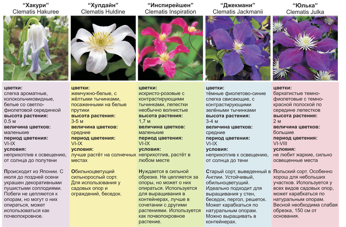 Клематис huldine фото и описание сорта