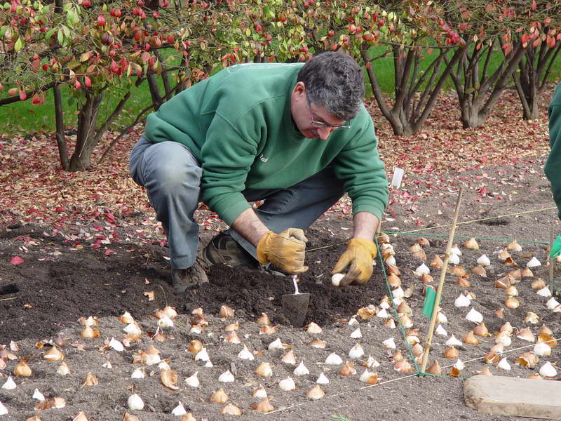 Как хранить тюльпаны до посадки осенью