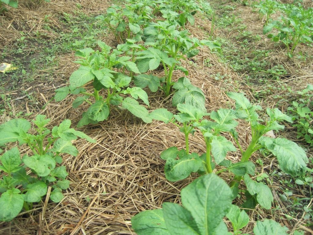 Мульчирование картофеля скошенной травой и соломой: посадка