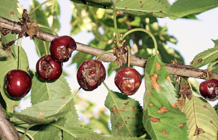 Монилиоз вишни как лечить (препаратами или народными средствами)