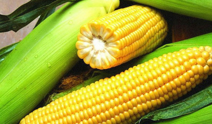 Названия сортов кукурузы для попкорна, их выращивание и хранение - всё про сады
