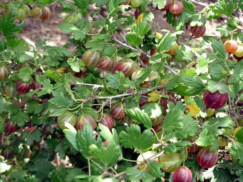 Крыжовник сенатор: сладчайшая ягода в саду