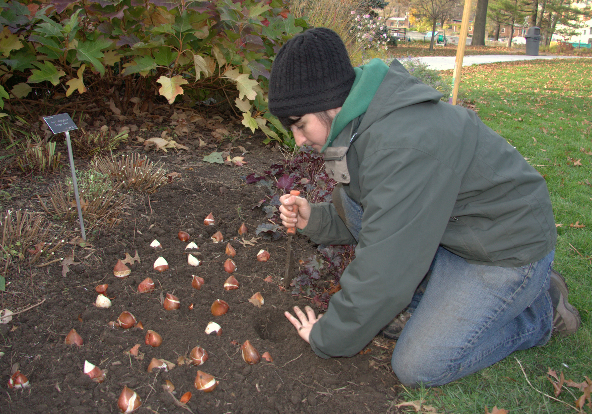 Когда можно сажать тюльпаны в открытый грунт осенью. основные правила посадки и подготовка луковиц . милая я