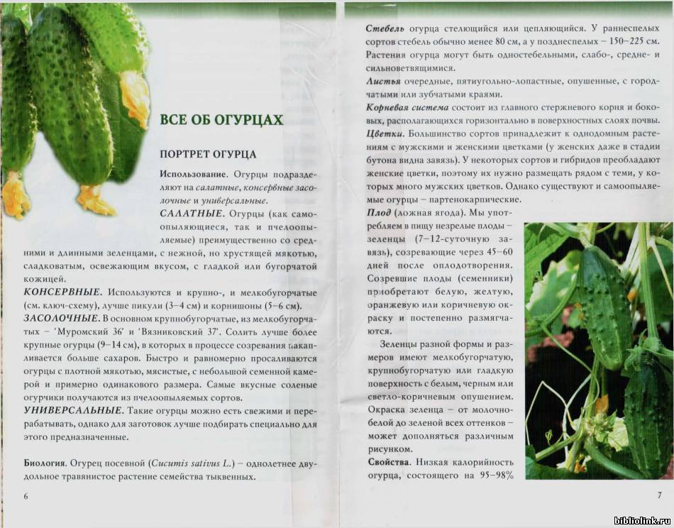 Огурец кураж f1: описание сорта, фото, отзывы, урожайность, выращивание в теплице и открытом грунте