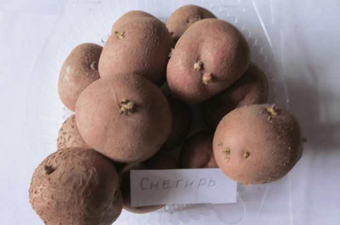 Картофель: описание 73 лучших сортов (фото)+отзывы - krrot.net