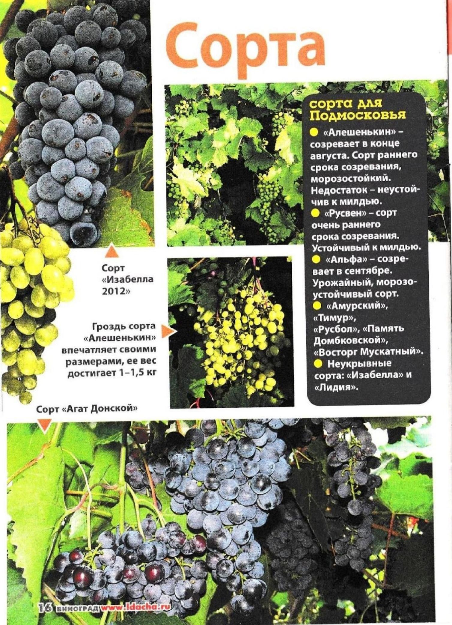 Чем хорош сорт винограда амирхан