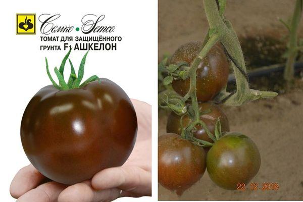 Описание гибридного томата Ашкелон и выращивание на участке своими руками