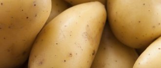 Картофель гулливер: описание сорта, характеристика, невосприимчивость к болезням