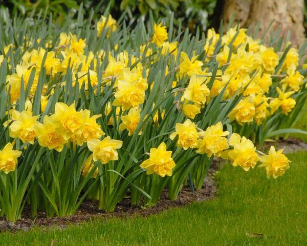 Нарцисс реплит: описание и характеристики сорта, выращивание и уход за цветком с фото