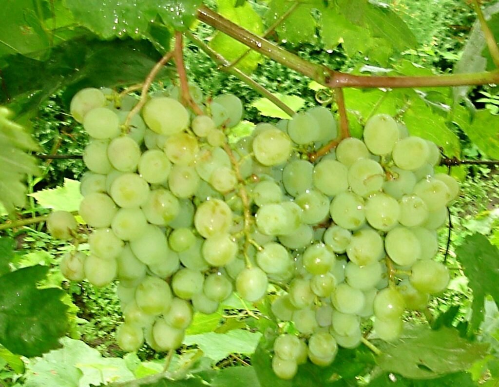 Виноград восторг: описание сорта, отзывы, фото