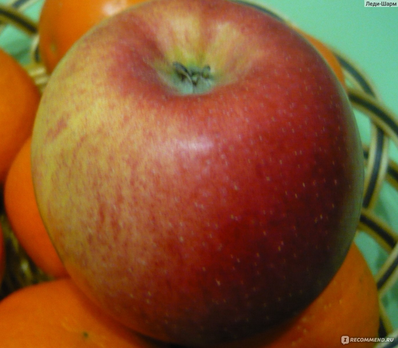 Описание сорта яблони созвездие: фото яблок, важные характеристики, урожайность с дерева