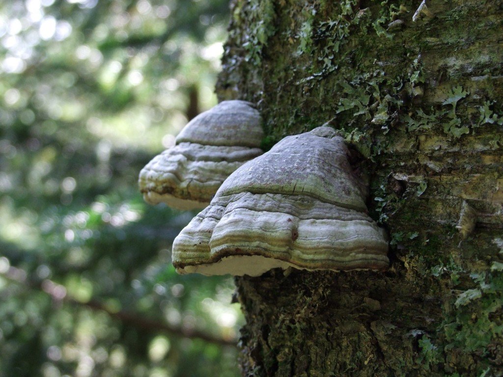 Применение грибов в медицине — википедия. что такое применение грибов в медицине