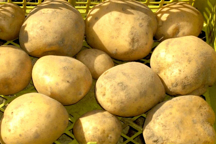 Какой сорт картофеля самый вкусный в беларуси? - журнал "совхозик"