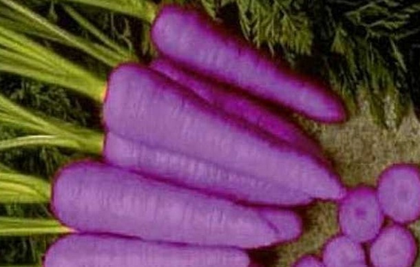 Популярные сорта и гибриды фиолетовой моркови