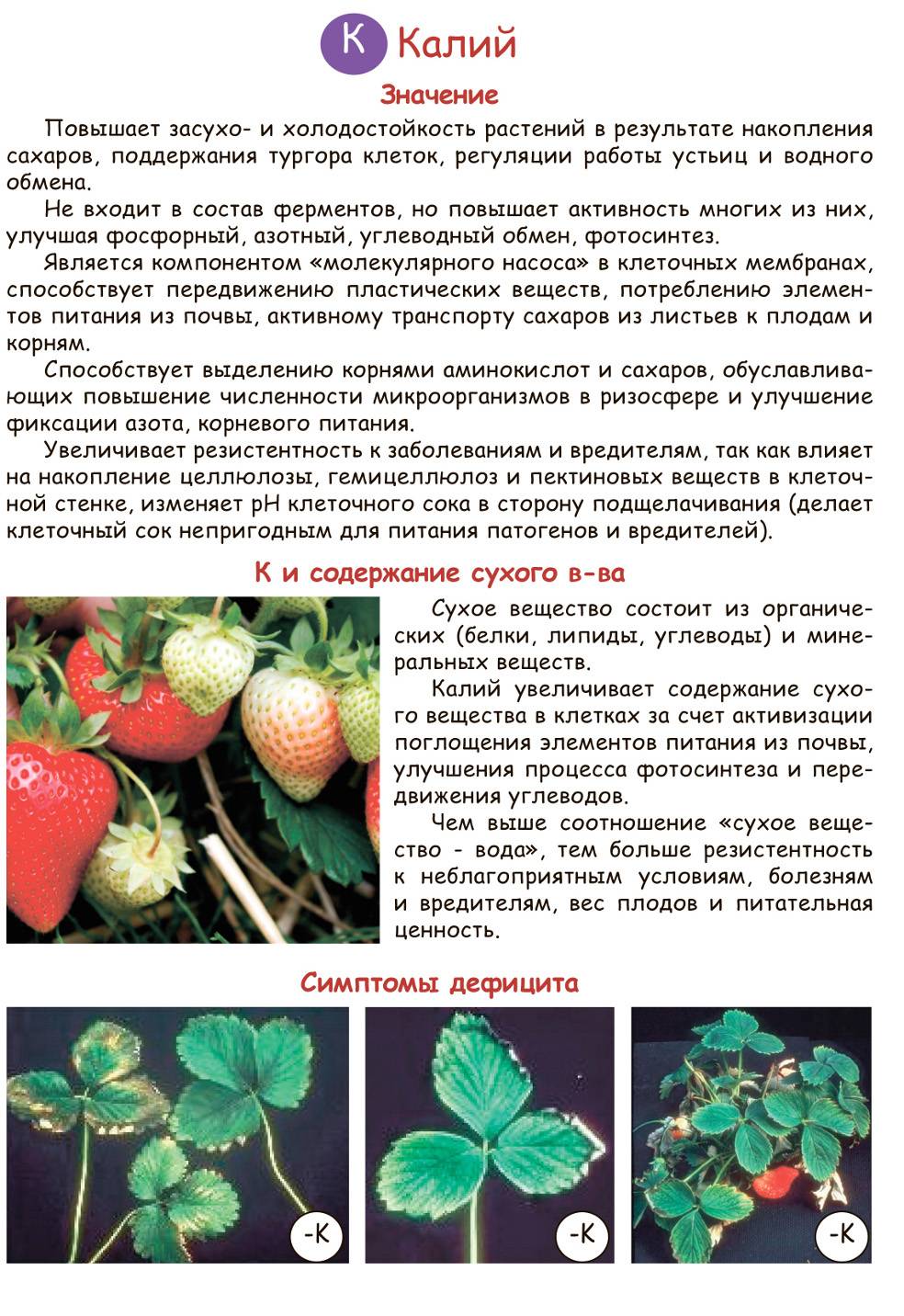 Сорт клубники альба (alba): описание и отзывы