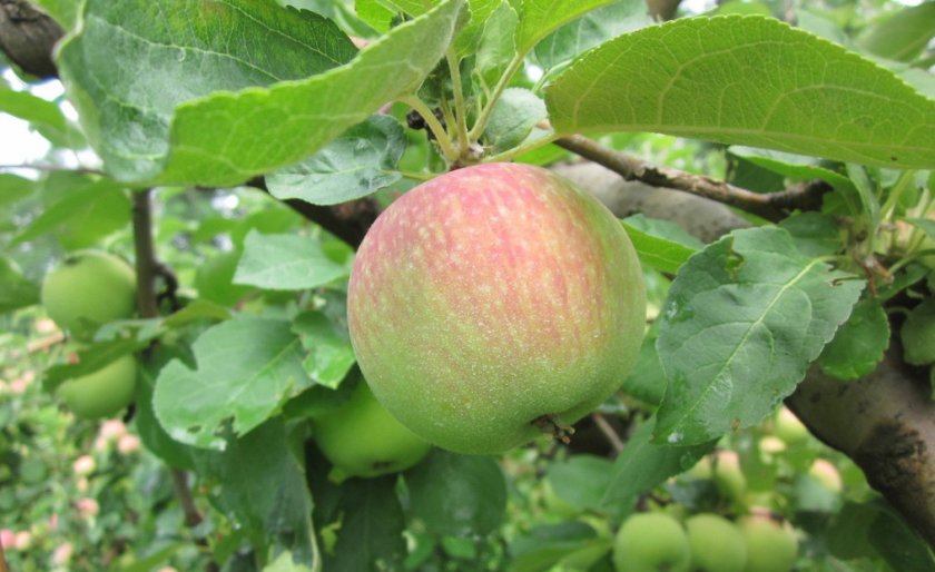 ✅ о яблоне боровинка: описание и характеристики сорта, посадка и уход - tehnomir32.ru