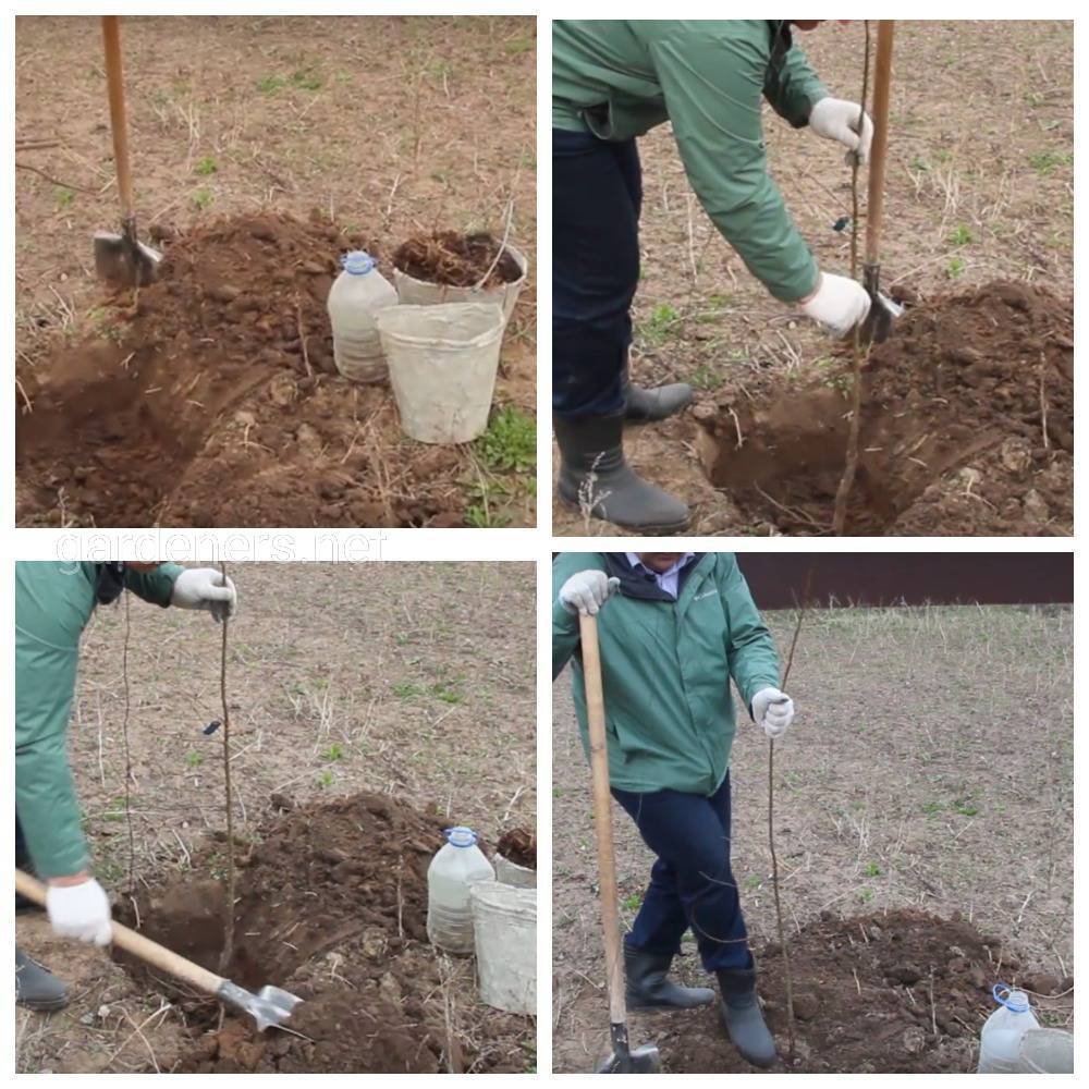 Как правильно посадить сливу весной саженцами в открытый грунт: пошаговая инструкция