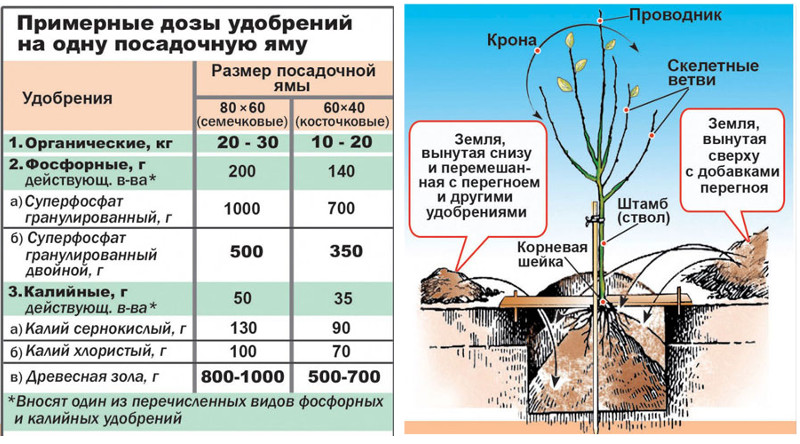 Схема подкормки голубики таблица