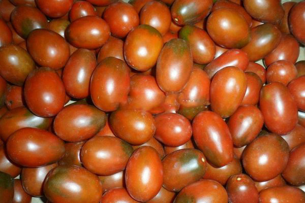 Устойчивые томаты — шоколадный зайчик: описание и характеристики сорта, отзывы об урожайности