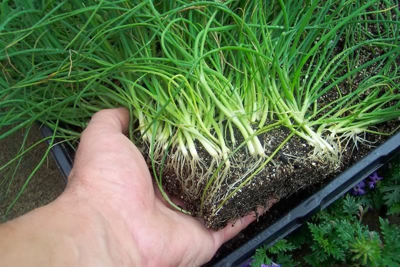 Выращивание лука эксибишен: посадка и уход, отзывы, когда сажать семена на рассаду, пересадка в открытый грунт, как поливать, подкормка