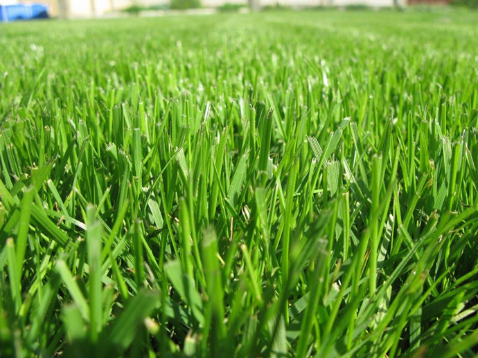Выбираем газонную траву: сорта, смеси и их характеристики