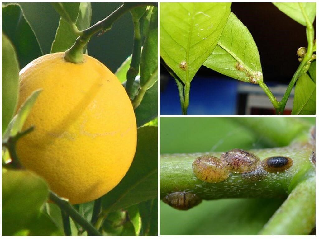Домашний лимон: болезни и вредители, причины, что делать, методы лечения