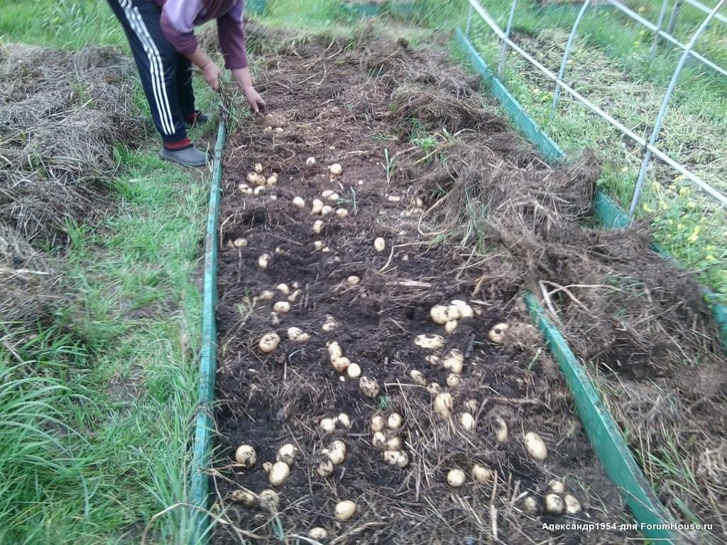 Посадка картофеля под соломой: способ для огорода без хлопот, как происходит выращивание на сене в грядах и коробах