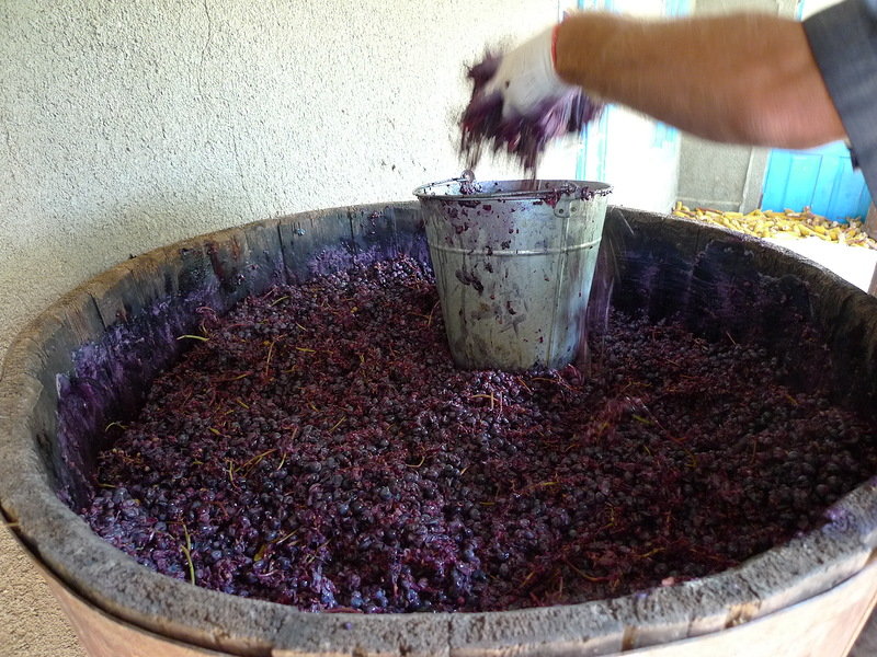 Мацерация вина. Брожение винограда. Прессование мезги винограда. Вино из винограда. Выжимка винограда.
