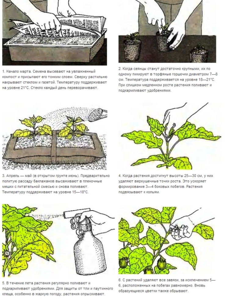 Выращивание и уход за цикорием в огороде, пересадка и размножение