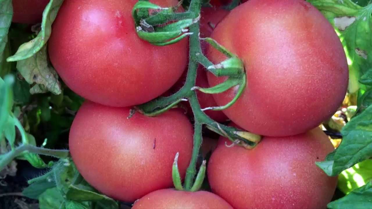 Томат катя f1: описание, характеристика, урожайность сорта, особенности выращивания и посадки помидоров, отзывы, фото