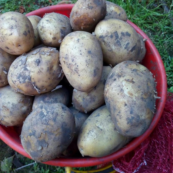 Сорт картофеля «гала»