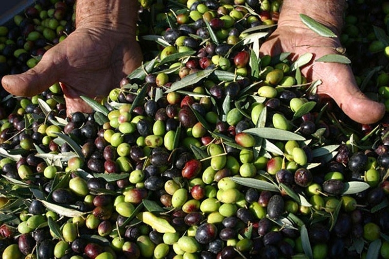 Какие бывают виды и сорта оливок
