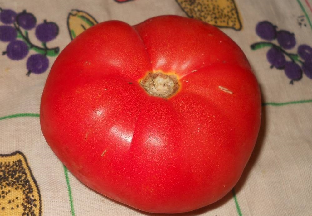 Томат "ля ля фа" f1: характеристика сорта, описание и фото помидоров русский фермер