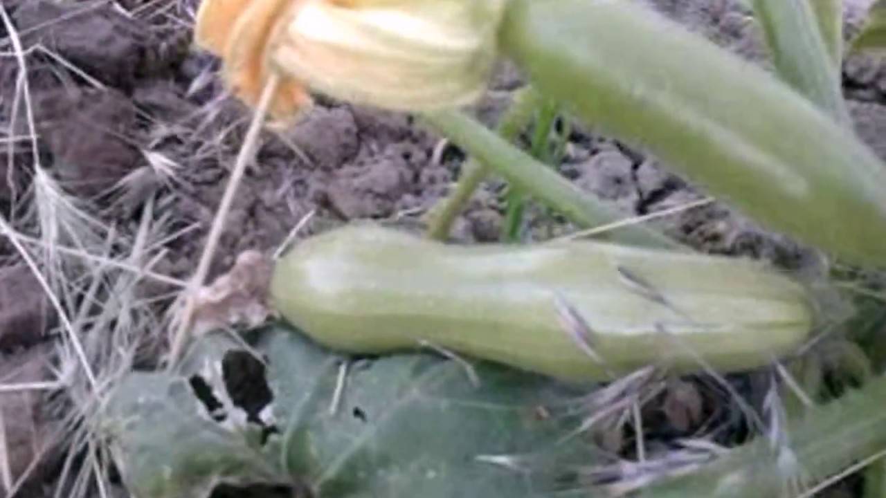Как вырастить кабачок в теплице - сад и огород