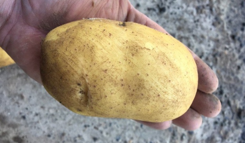 Сорт картофеля джелли: описание и характеристика овоща, фото, советы по посадке и уходу, борьбе с болезнями и вредителями
