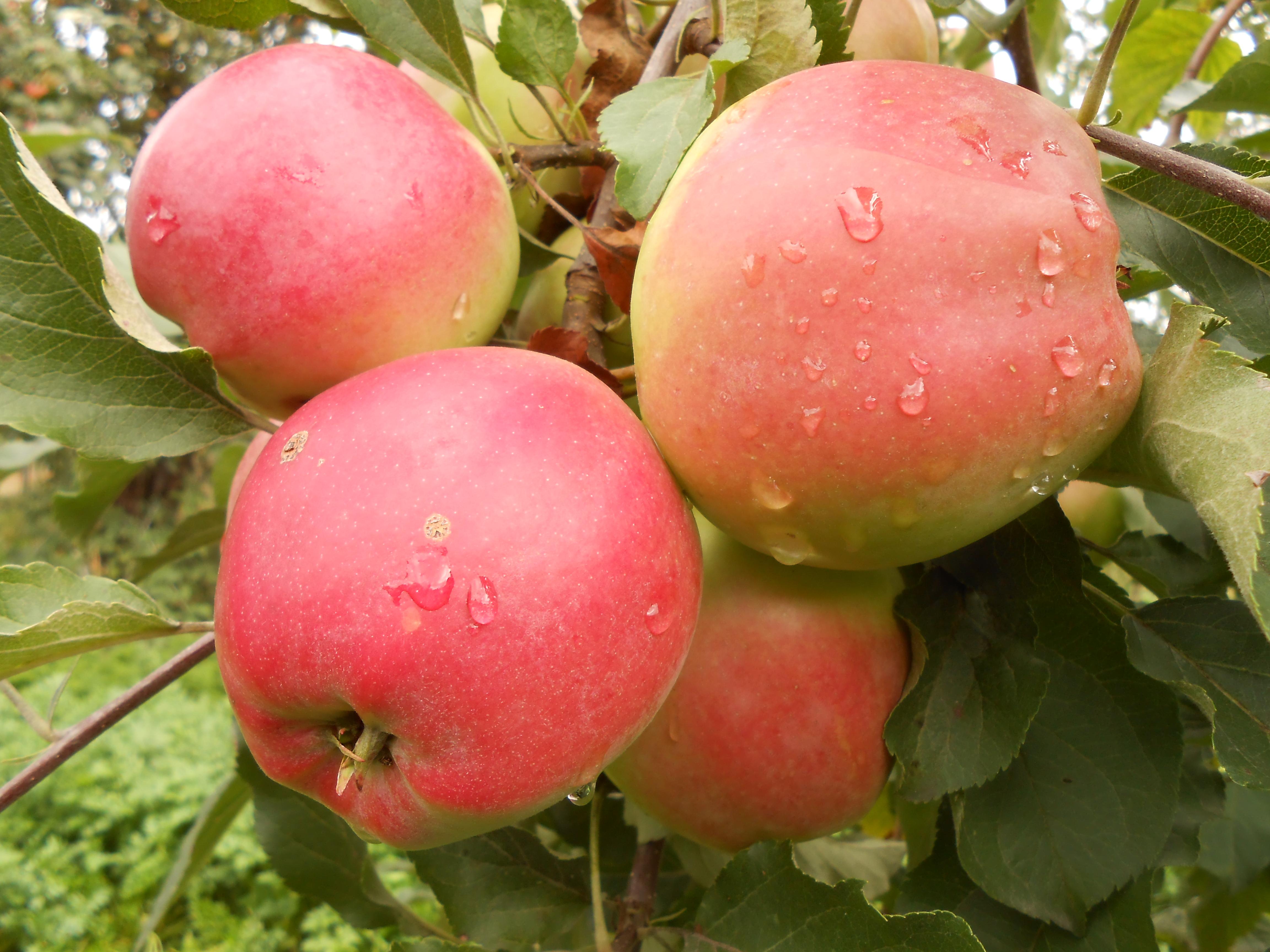 Описание и технология выращивания яблони сорта Горнист