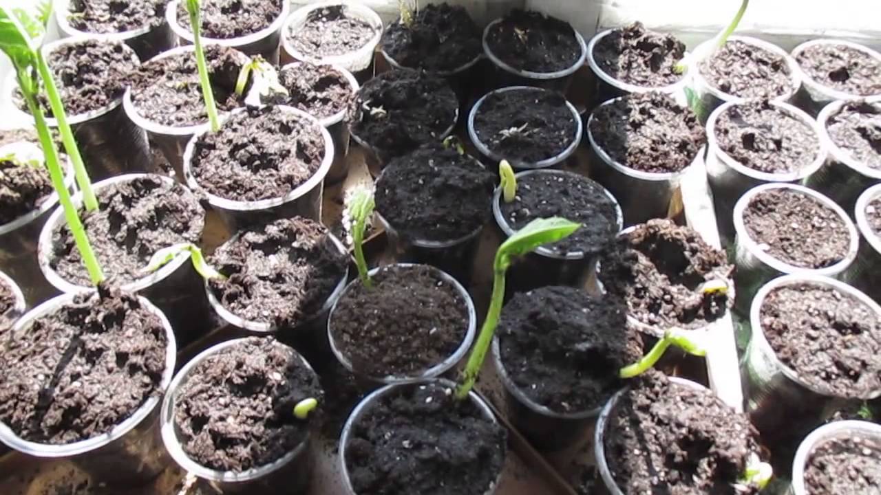 Когда и как сажать фасоль в открытый грунт: сроки, правила выращивания кустовой, вьющейся и спаржевой