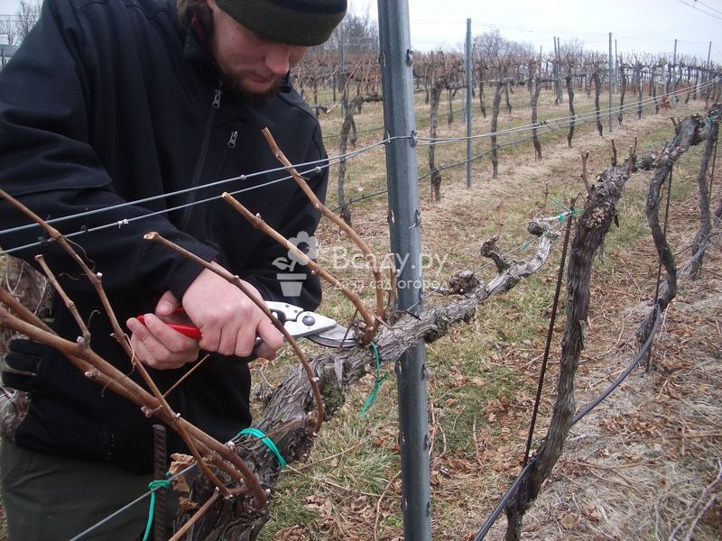 Как выращивать виноград в средней полосе россии