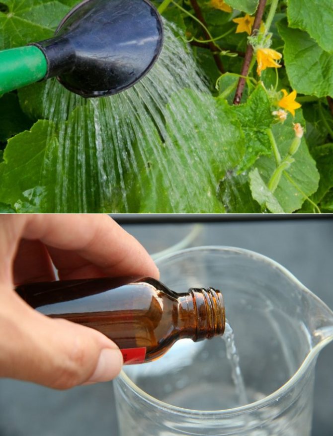 Можно ли поливать рассаду марганцевым раствором: за и против