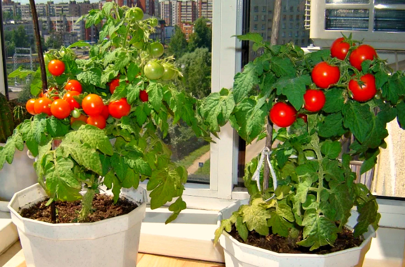 Как вырастить помидоры черри в квартире на подоконнике или балконе