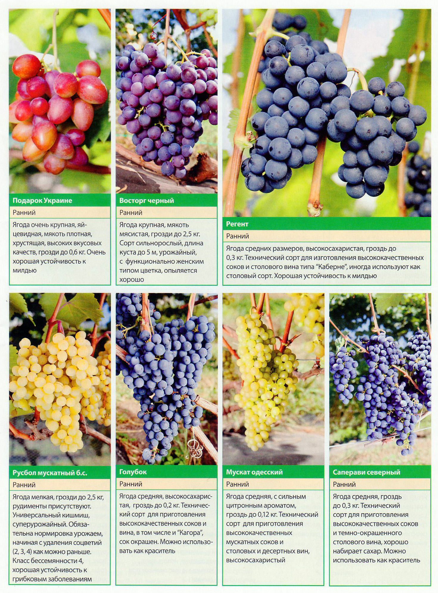 Виноград тасон особенности сорта