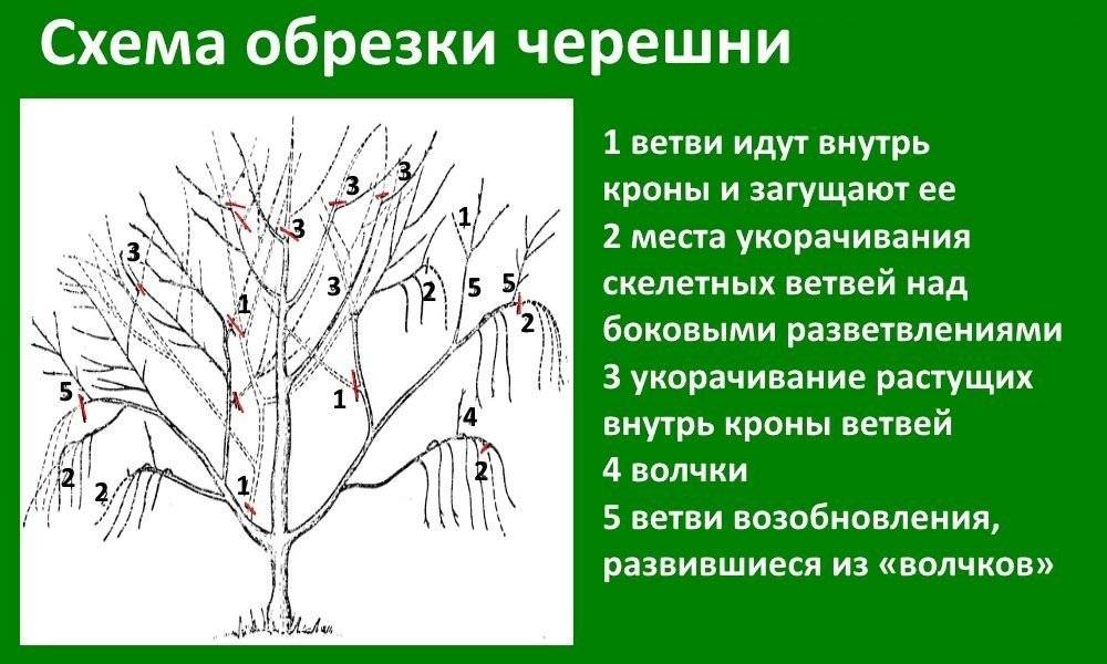 Черешня цветет, но не плодоносит — что делать?